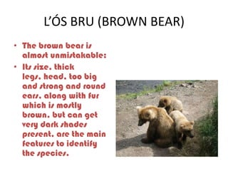L’ÓS BRU (BROWN BEAR)
• The brown bear is
  almost unmistakable:
• Its size, thick
  legs, head, too big
  and strong and round
  ears, along with fur
  which is mostly
  brown, but can get
  very dark shades
  present, are the main
  features to identify
  the species.
 