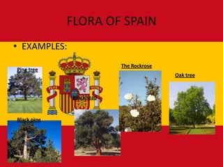 FLORA OF SPAIN
• EXAMPLES:
                          The Rockrose
Pine tree
                                         Oak tree



              Blockhead



Black pine
 