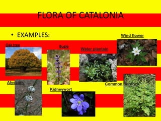 FLORA OF CATALONIA
  • EXAMPLES:                                  Wind flower

Oak tree            Bugle
                             Water plantain




Alyssum                                  Common burdock
                Kidneywort
 