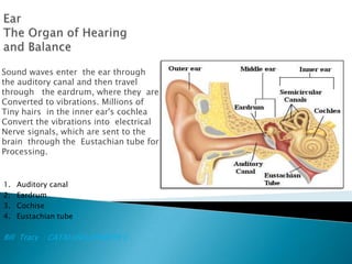 Ear The Organ of Hearing and Balance Sound waves enter  the ear through  the auditory canal and then travel  through   the eardrum, where they  are  Converted to vibrations. Millions of  Tiny hairs  in the inner ear's cochlea Convert the vibrations into  electrical  Nerve signals, which are sent to the  brain  through the  Eustachian tube for Processing. Auditory canal Eardrum Cochise Eustachian tube  Bill  Tracy  : CATALUÑA,JENNIFER C . 