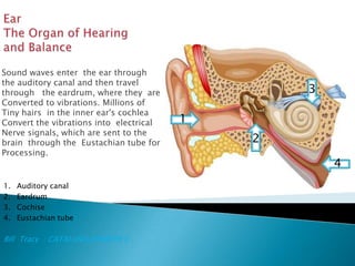 Ear The Organ of Hearing and Balance Sound waves enter  the ear through  the auditory canal and then travel  through   the eardrum, where they  are  Converted to vibrations. Millions of  Tiny hairs  in the inner ear's cochlea Convert the vibrations into  electrical  Nerve signals, which are sent to the  brain  through the  Eustachian tube for Processing. 3 1 2 4 Auditory canal Eardrum Cochise Eustachian tube  Bill  Tracy  : CATALUÑA,JENNIFER C . 