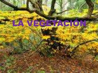 LA VEGETACIÓN

 