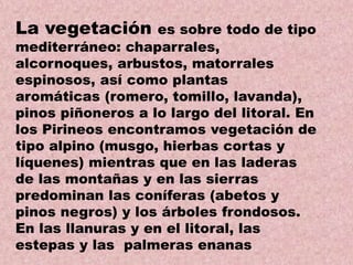 La vegetación

es sobre todo de tipo
mediterráneo: chaparrales,
alcornoques, arbustos, matorrales
espinosos, así como plantas
aromáticas (romero, tomillo, lavanda),
pinos piñoneros a lo largo del litoral. En
los Pirineos encontramos vegetación de
tipo alpino (musgo, hierbas cortas y
líquenes) mientras que en las laderas
de las montañas y en las sierras
predominan las coníferas (abetos y
pinos negros) y los árboles frondosos.
En las llanuras y en el litoral, las
estepas y las palmeras enanas

 