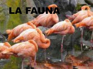 LA FAUNA

 
