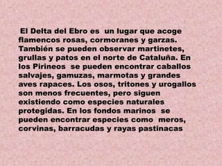 El Delta del Ebro es un lugar que acoge
flamencos rosas, cormoranes y garzas.
También se pueden observar martinetes,
grullas y patos en el norte de Cataluña. En
los Pirineos se pueden encontrar caballos
salvajes, gamuzas, marmotas y grandes
aves rapaces. Los osos, tritones y urogallos
son menos frecuentes, pero siguen
existiendo como especies naturales
protegidas. En los fondos marinos se
pueden encontrar especies como meros,
corvinas, barracudas y rayas pastinacas

 
