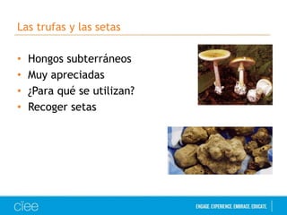 Las trufas y las setas
• Hongos subterráneos
• Muy apreciadas
• ¿Para qué se utilizan?
• Recoger setas
 