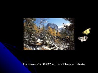Els Encantats, 2.747 m. Parc Nacional, Lleida. 