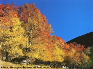Albers, Meranges, Reserva Nacional de la Cerdanya,  Lleida. 