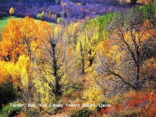 Tardor, Son, Vall d’Aneu, Pallars Sobirà, Lleida. 