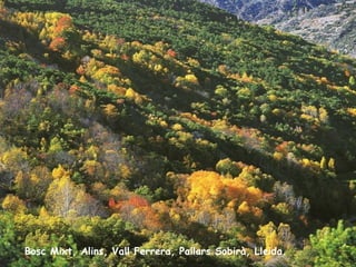 Bosc Mixt, Alins, Vall Ferrera, Pallars Sobirà, Lleida. 