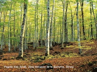 Fageda d’en Jordà, Zona Volcanica de la Garrotxa, Girona 