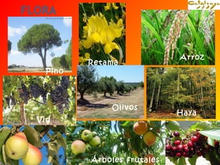 Acacia 
Haya 
s 
Retama 
Arroz 
Pino 
Vid 
Olivos 
Árboles frutales 
 