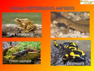Rana temporaria 
Tritón palmate 
Tritón pirenaico 
Salamandra 
 
