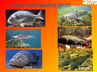 Siluro 
Dorada 
Lubina Trucha 
Mero Barbos 
 