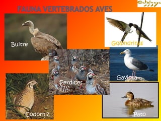 Golondrinas 
Gaviota 
Buitre 
Perdices 
Codorniz Pato 
 