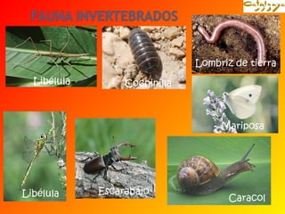 Lombriz de tierra 
Libélula 
Mariposa 
Caracol 
Cochinilla 
Libélula Escarabajo 
 