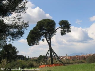 El Pi d´en Xandri en Sant Cugat del Vallés 
