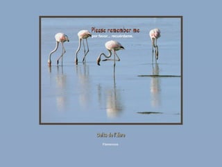 por favor... recuérdame. Please remember me Delta de l'Ebre Flamencos 