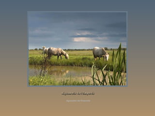 Aguazales del Empordà  Aiguamolls de l'Empordà 