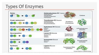 .
Types Of Enzymes
 