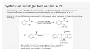  When replacing Alanine 111 with Glycine the mutant HNL showed a remarkably high enantioselective towards o-
chlorobenzaldehyde and the corresponding cyanohydrin was obtained with an enantioselectivity of 96.5%.
 Hydrolysis with conc. HCl yields the enantiopure (S)-o-chloromandelic acid,an intermediate for the anti-thrombotic drug
Clopidogrel.
Synthesis of Clopidogrel from Mutant PaHNL
 