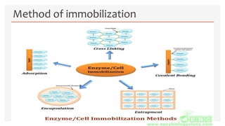 Method of immobilization
 