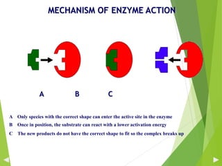 MECHANISM OF ENZYME ACTION
A B C
A Only species with the correct shape can enter the active site in the enzyme
B Once in position, the substrate can react with a lower activation energy
C The new products do not have the correct shape to fit so the complex breaks up
33
 
