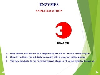 ENZYMES
ANIMATED ACTION
A Only species with the correct shape can enter the active site in the enzyme
B Once in position, the substrate can react with a lower activation energy
C The new products do not have the correct shape to fit so the complex breaks up
34
 