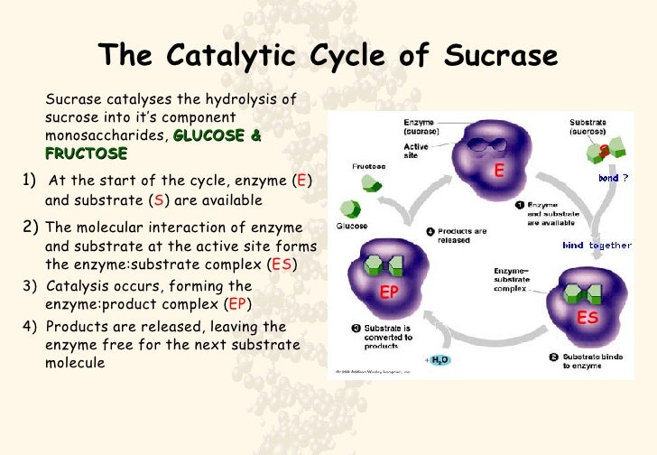 structure definition fructose Catalysis