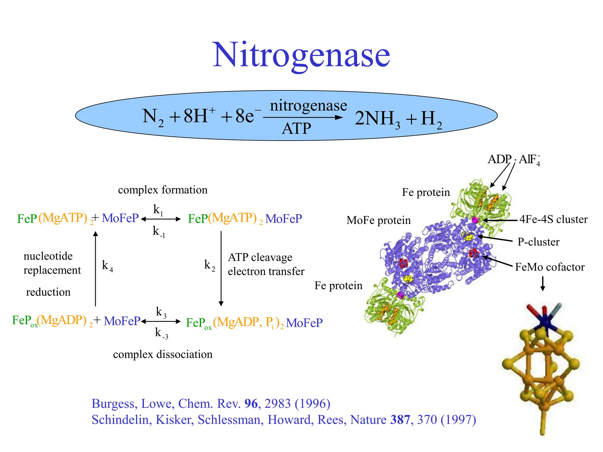 Nitrogenase



 8e
8H
N2 2
3 H
2NH 
nitrogenase
ATP
FeP +
2
(MgATP) MoFeP 1
k
1
-
k
FeP 2
(MgATP) MoFeP
4
k 2
k
nucleotide
replacement
ATP cleavage
electron transfer
ox
FeP 2
(MgADP) + MoFeP
3
k
3
-
k ox
FeP 2
i )
P
(MgADP, MoFeP
reduction
complex formation
complex dissociation
-
4
AlF
ADP
Fe protein
Fe protein
MoFe protein 4Fe-4S cluster
P-cluster
FeMo cofactor
Burgess, Lowe, Chem. Rev. 96, 2983 (1996)
Schindelin, Kisker, Schlessman, Howard, Rees, Nature 387, 370 (1997)
 