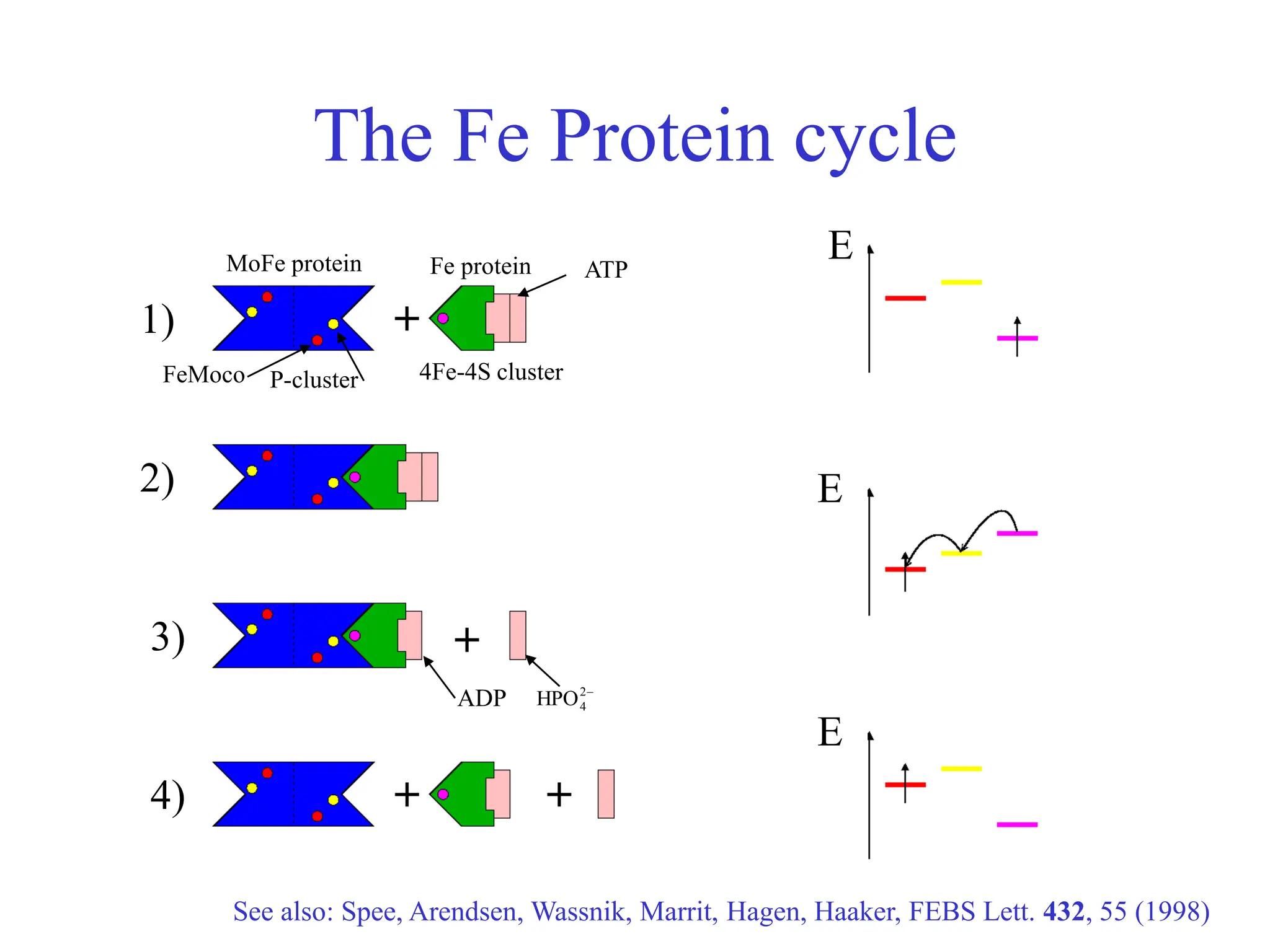 The Fe Protein cycle
1)
2)
3)
4)
E
E
E
MoFe protein
FeMoco P-cluster
Fe protein
4Fe-4S cluster
ATP
ADP 
2
4
HPO
See also: Spee, Arendsen, Wassnik, Marrit, Hagen, Haaker, FEBS Lett. 432, 55 (1998)
 