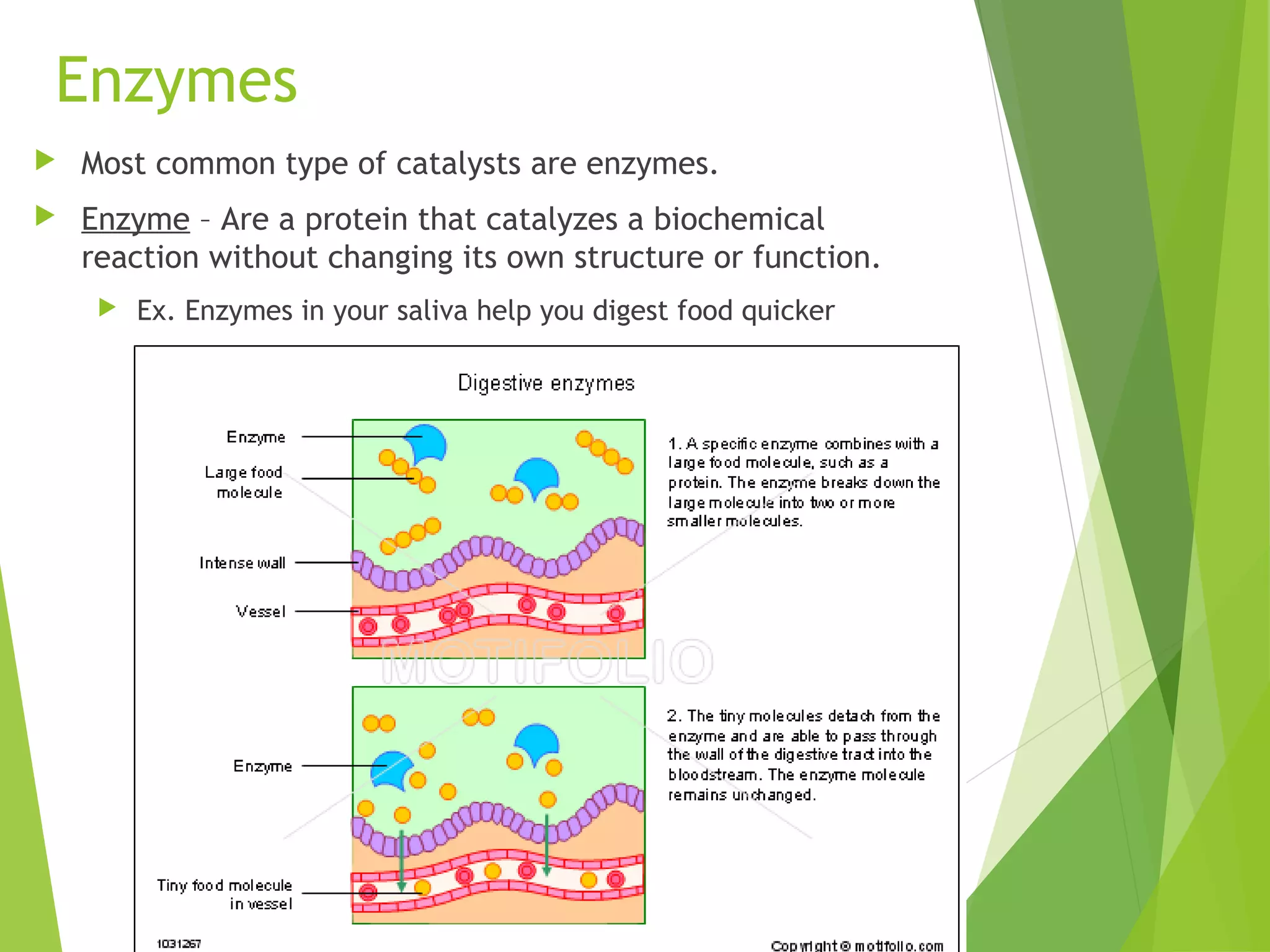 Enzymes
Most common type of catalysts are enzymes.
Enzyme – Are a protein that catalyzes a biochemical
reaction without changing its own structure or function.
Ex. Enzymes in your saliva help you digest food quicker