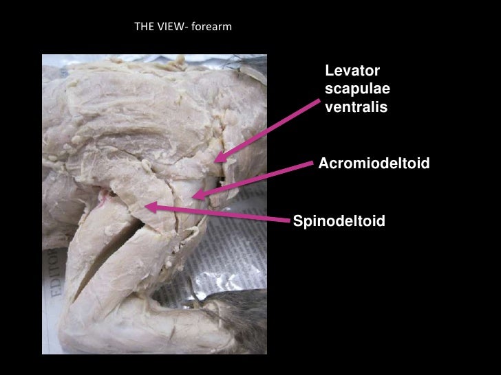 Anatomy of a Cat