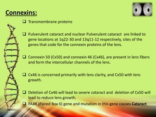 Connexins:
 Transmembrane proteins
 Pulverulent cataract and nuclear Pulverulent cataract are linked to
gene locations at 1q22-30 and 13q11-12 respectively, sites of the
genes that code for the connexin proteins of the lens.
 Connexin 50 (Cx50) and connexin 46 (Cx46), are present in lens fibers
and form the intercellular channels of the lens.
 Cx46 is concerned primarily with lens clarity, and Cx50 with lens
growth.
 Deletion of Cx46 will lead to severe cataract and deletion of Cx50 will
lead to reduce lens growth.
 PAX6 (Paired Box 6) gene and mutation in this gene causes Cataract
 