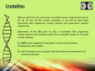 Crystallins:
Locus 2q33-35 is the site of the γ-crystallin cluster of genes (γA, γB, γC,
γD, γE, γF, γG). Of this cluster, mutations in γD and γE have been
associated with progressive nuclear cataract and pulverulent cataract
respectively.
mutation of the βB2 gene on 22q is associated with progressive
nuclear cataract and mutations within the α-crystallin cluster on 17q with
nuclear cataract.
 HSF4, which regulates transcription of heat-shock proteins,
including lens αB-crystallin.
 HSF4 mutations are associated with both autosomal-dominant and
recessive cataracts.
 