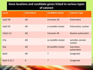 Locus Inheritance Candidate Genes Cataract Type
1q22-30 AD Connexin 50 Pulverulent
2q33-35 AD γ-crystallin cluster Pulverulent, nuclear
13q11-12 AD Connexin 46 Nuclear pulverulent
17q AD α-crystallin cluster Lamellar, zonular
nuclear
22q AD β-crystallin cluster Caerulean,
pulverulent
6p24 AR ? Congenital
Xp22.3-21.1 X ? Congenital
Gene locations and candidate genes linked to various types
of cataract
Genetics of cataract Richard A. Armstrong BSc, Dphil
Cataract Special 2005.
 