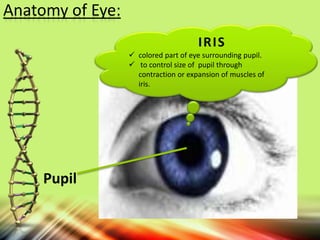 IRIS
 colored part of eye surrounding pupil.
 to control size of pupil through
contraction or expansion of muscles of
iris.
Pupil
Anatomy of Eye:
 