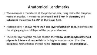 Anatomical Landmarks
• The macula is a round area at the posterior pole, lying inside the temporal
vascular arcades. It measures between 5 and 6 mm in diameter, and
subserves the central 15–20° of the visual field.
• Histologically, it shows more than one layer of ganglion cells, in contrast to
the single ganglion cell layer of the peripheral retina.
• The inner layers of the macula contain the yellow xanthophyll carotenoid
pigments lutein and zeaxanthin in far higher concentration than the
peripheral retina (hence the full name ‘macula lutea’ – yellow plaque).
 