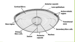 Cataract Structure Cataract | PPTX