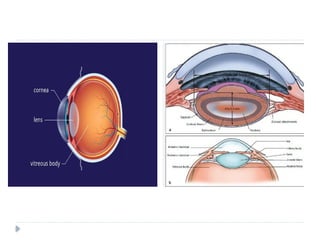New cataract presentation ophthalmology .pptx
