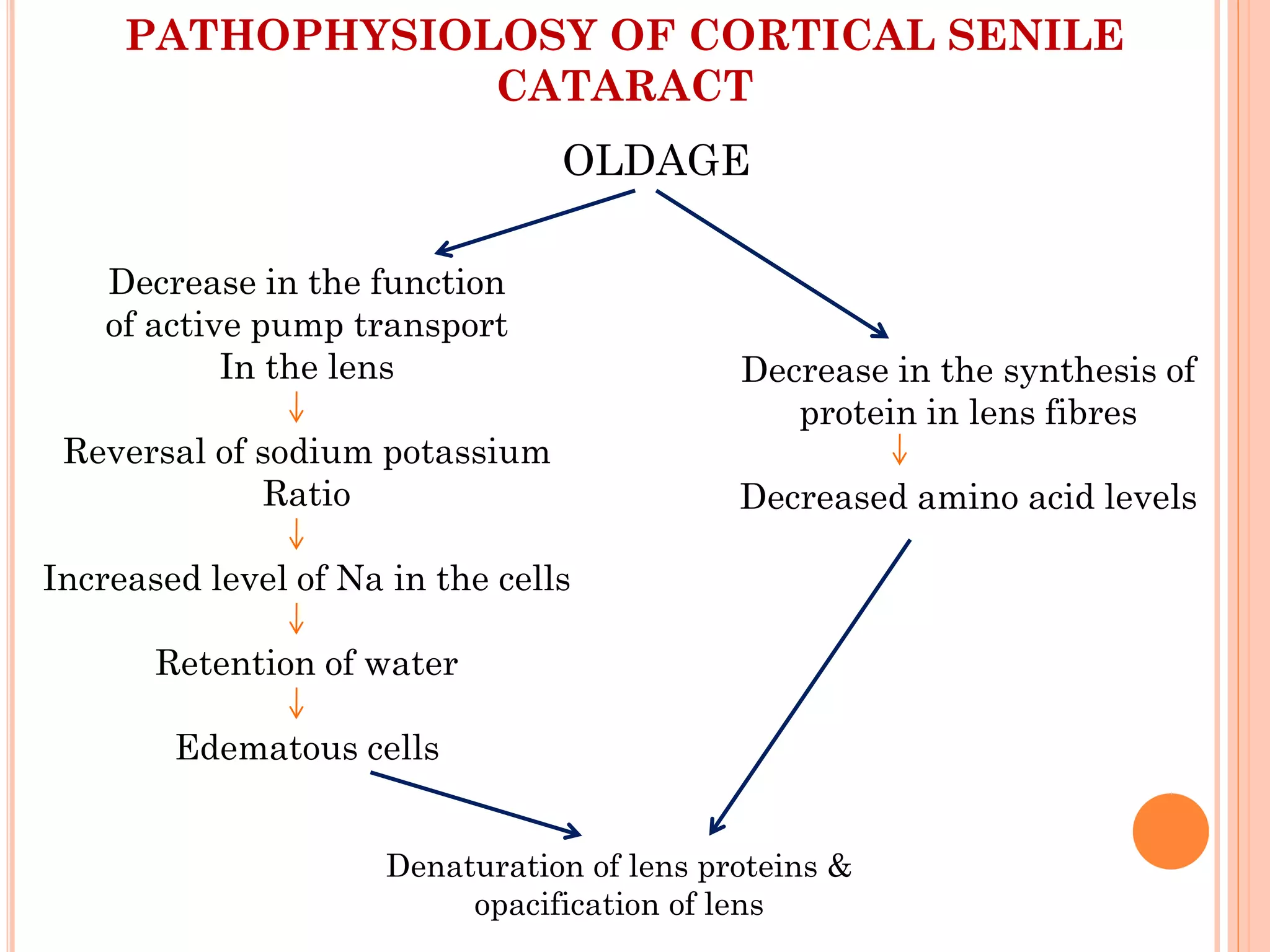 PATHOPHYSIOLOSY OF CORTICAL SENILE
CATARACT
OLDAGE
Decrease in the function
of active pump transport
In the lens
Reversal of sodium potassium
Ratio
Increased level of Na in the cells
Retention of water
Edematous cells
Decrease in the synthesis of
protein in lens fibres
Decreased amino acid levels
Denaturation of lens proteins &
opacification of lens
 