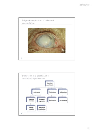28/02/2010




Dégénérescence cornéenne
secondaire




Luxation du cristallin :
décision opératoire

                                      Luxation
                                     du cristallin




               Antérieure                 Postérieure   Subluxation




      Pression          Pression
                                         Surveillance   Surveillance
      normale          augmentée




       Retrait          Retrait ou
      cristallin       énucléation




                                                                              12
 