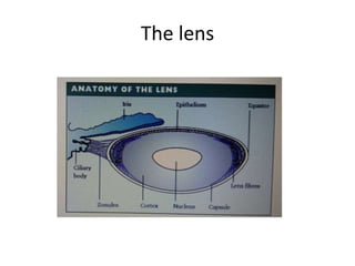 The lens
 