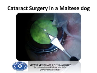 CataractSurgeryin a Maltesedog VETWEB VETERINARY OPHTHALMOLOGY Dr. João Alfredo Kleiner MV, MSc www.vetweb.com.br 