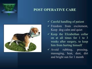 POST OPERATIVE CARE
✓ Careful handling of patient
✓ Freedom from excitement,
Keep dog calm and quiet
✓ Keep the Elizabethan collar
on at all times for 1 to 3
weeks after surgery, to keep
him from hurting himself
✓ Avoid rubbing, pressing,
massaging, heat, dust, dirt
and bright sun for 1 month
 