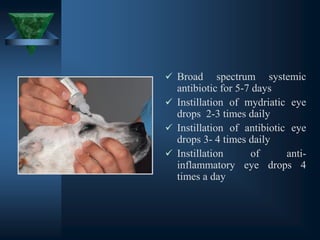 ✓ Broad spectrum systemic
antibiotic for 5-7 days
✓ Instillation of mydriatic eye
drops 2-3 times daily
✓ Instillation of antibiotic eye
drops 3- 4 times daily
✓ Instillation of anti-
inflammatory eye drops 4
times a day
 