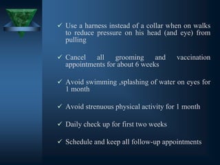 ✓ Use a harness instead of a collar when on walks
to reduce pressure on his head (and eye) from
pulling
✓ Cancel all grooming and vaccination
appointments for about 6 weeks
✓ Avoid swimming ,splashing of water on eyes for
1 month
✓ Avoid strenuous physical activity for 1 month
✓ Daily check up for first two weeks
✓ Schedule and keep all follow-up appointments
 