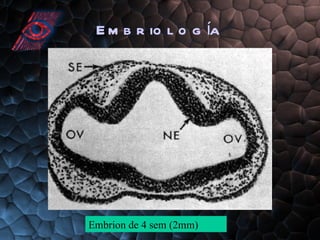 Embriología Embrion de 4 sem (2mm) 
