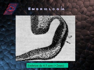 Embriología Embrion de 4.5 sem (+2mm) 