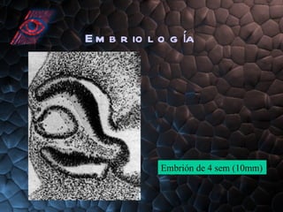 Embriología Embrión de 4 sem (10mm) 